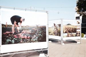 Lee más sobre el artículo Teguise acoge una exposición que pone en valor el trabajo del campo como fundamental para el desarrollo sostenible de la isla