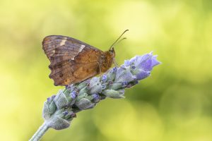 Lee más sobre el artículo Las herramientas BIOCAN y BIOTA se ponen al servicio de la educación ambiental