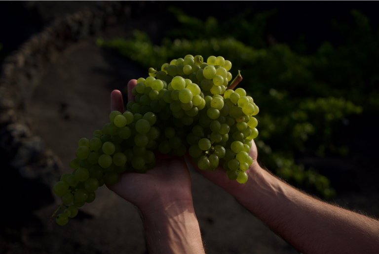 Lee más sobre el artículo La vendimia de Lanzarote ronda los 2 millones de kilos de uva recogidos